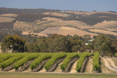 McLaren Vale And Glenelg Wine Tasting And Sightseeing (Half-day Afternoon) - Accommodation Redcliffe 2