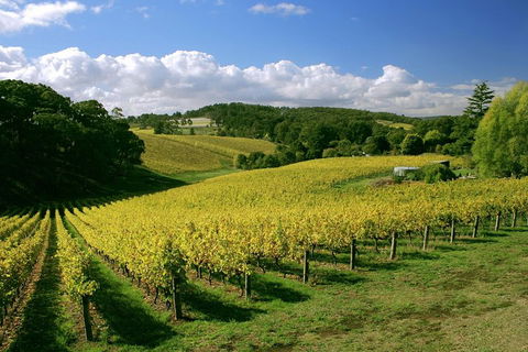 McLaren Vale And Glenelg Wine Tasting And Sightseeing (Half-day Afternoon) - Accommodation Redcliffe 4