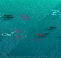 40-45 Minute Port Stephens and Stockton Beach Helicopter Flight - For 2 - Accommodation Redcliffe