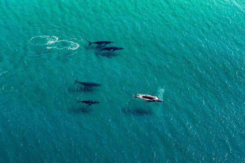 40-45 Minute Port Stephens And Stockton Beach Helicopter Flight - For 2 - Accommodation Redcliffe 0