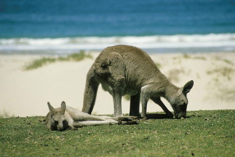 Great Ocean Road Highlights Tour - 2 Days, 1 Night - Accommodation Redcliffe 2