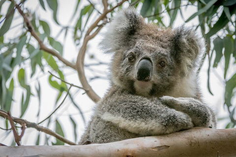 Great Ocean Road & Grampians National Park Tour - 3 Days, 2 Nights - Accommodation Redcliffe 2