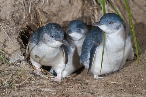 Great Ocean Road & Phillip Island - 3 Days, 2 Nights - Accommodation Redcliffe 2