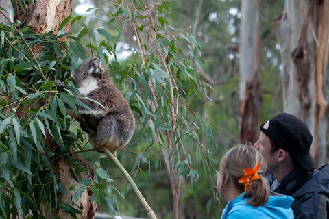 Great Ocean Road & Phillip Island - 3 Days, 2 Nights - Accommodation Redcliffe 4