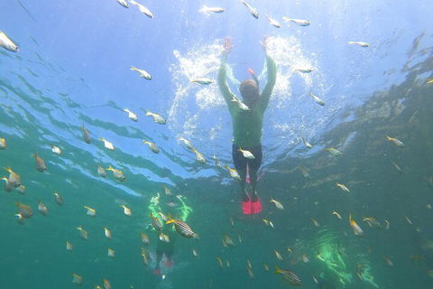 Manly Snorkel Trip And Nature Walk With Local Guide - Accommodation Redcliffe 0