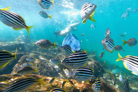 Manly Snorkel Trip And Nature Walk With Local Guide - Accommodation Redcliffe 2