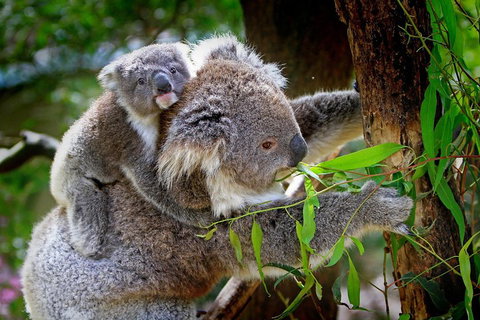 Private Three Day Great Ocean Road Tour - Accommodation Redcliffe 2