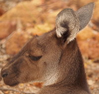 Australian animals Seascape and Sunset Photography Tour - Accommodation Redcliffe