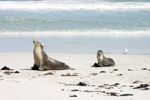Kangaroo Island Personal Group Tours - Accommodation Redcliffe 3
