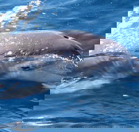 Jervis Bay Dolphin Watch Cruise - Accommodation Redcliffe