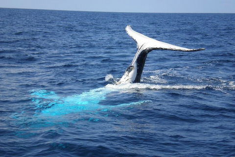 Whale Watching Jervis Bay - Accommodation Redcliffe 0