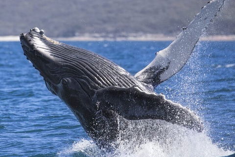 Whale Watching Jervis Bay - Accommodation Redcliffe 2