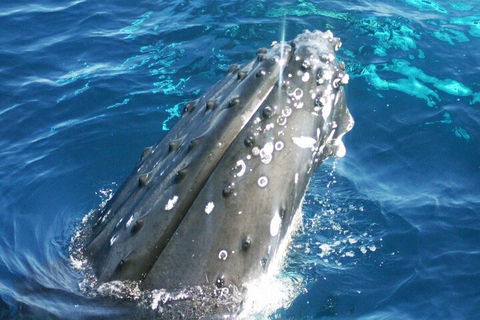 Whale Watching Jervis Bay - Accommodation Redcliffe 3
