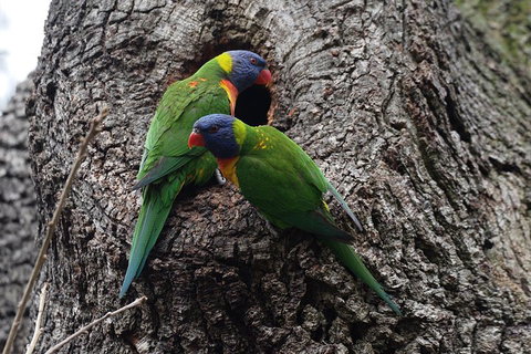 Private Blue Mountains Insider Tour From Sydney - Accommodation Redcliffe 3