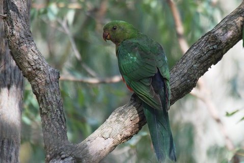 Private Blue Mountains Insider Tour From Sydney - Accommodation Redcliffe 5