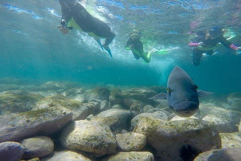 Manly And Shelly Beach Snorkeling Tour - Accommodation Redcliffe 0