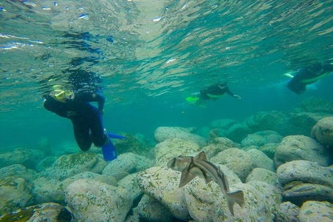Manly And Shelly Beach Snorkeling Tour - Accommodation Redcliffe 1