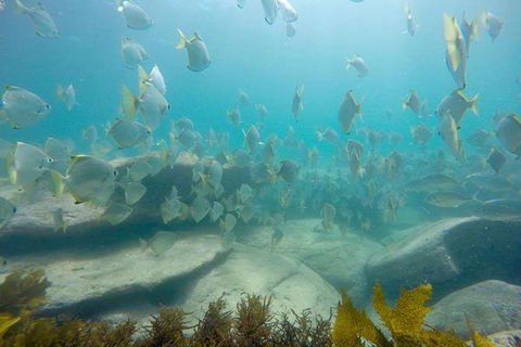 Manly And Shelly Beach Snorkeling Tour - Accommodation Redcliffe 2