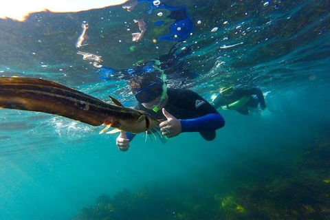 Manly And Shelly Beach Snorkeling Tour - Accommodation Redcliffe 3