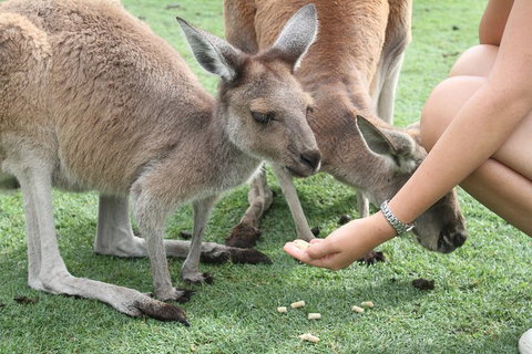 Pinnacles Desert, Koalas And Sandboarding 4WD Day Tour From Perth - Accommodation Redcliffe 1