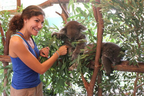 Pinnacles Desert, Koalas And Sandboarding 4WD Day Tour From Perth - Accommodation Redcliffe 5