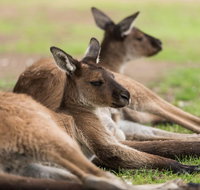 Private Ballarat and Sovereign Hill Tour from Melbourne - Accommodation Redcliffe