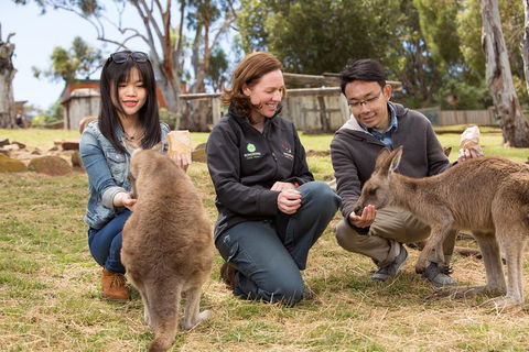 Bonorong Wildlife Park And Richmond Afternoon Tour From Hobart - Accommodation Redcliffe 1