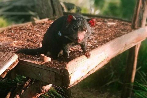 Bonorong Wildlife Park And Richmond Afternoon Tour From Hobart - Accommodation Redcliffe 4