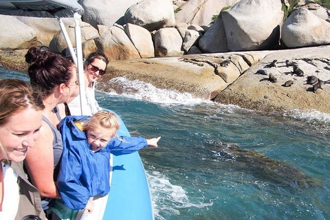 Seal Island Boat Tour From Victor Harbor - Accommodation Redcliffe 4