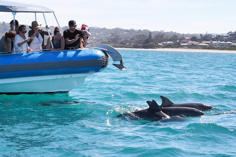 Seal Island Boat Tour From Victor Harbor - Accommodation Redcliffe 5
