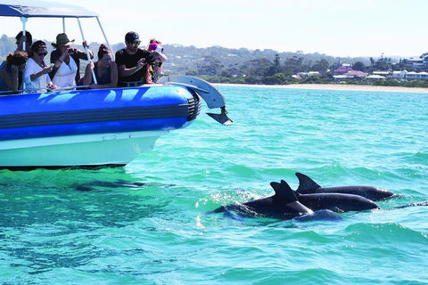 Southern Ocean Adventure From Victor Harbor - Accommodation Redcliffe 2