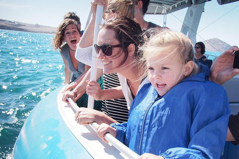 Southern Ocean Adventure From Victor Harbor - Accommodation Redcliffe 4