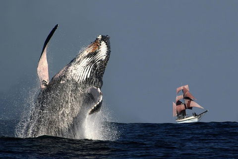 Sydney Harbour Tall Ship Whale & Sail - Whale Watching Cruise - Accommodation Redcliffe 0