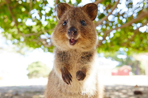 Discover Rottnest With Ferry & Bus Tour From Perth Or Fremantle - Accommodation Redcliffe 0