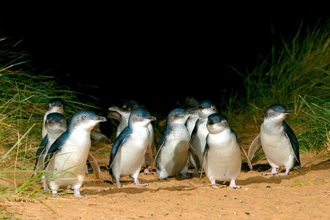 Puffing Billy, Moonlit Sanctuary & Penguins Day Tour - Accommodation Redcliffe 0