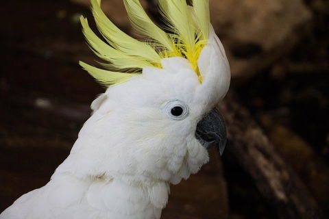 Cairns ZOOM And Wildlife Dome - Accommodation Redcliffe 2