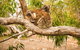 10 Day Perth To Adelaide Private Tour - The Great Australian Wilderness Journey - thumb 4