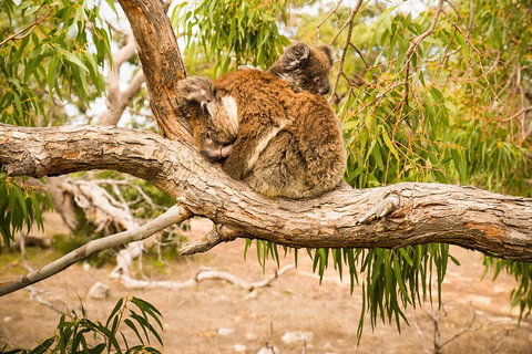 10 Day Perth To Adelaide Private Tour - The Great Australian Wilderness Journey - Accommodation Redcliffe 4