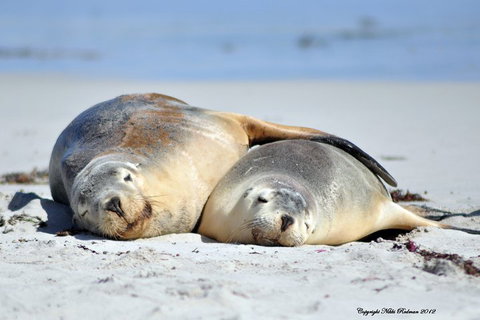 NEW TOUR - Kangaroo Island Road To Recovery Tour (1 Day/1 Night) - Accommodation Redcliffe 1