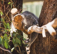 Melbourne City Tour and Phillip Island in One Day - Accommodation Redcliffe