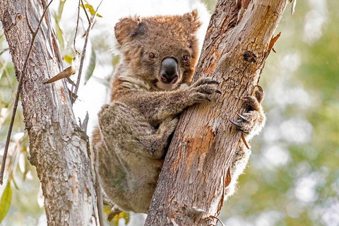 Wild Australian Wildlife 4WD Tour From Sydney - Accommodation Redcliffe 1