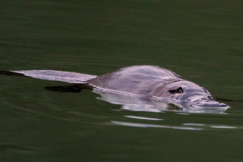 Wild Australian Wildlife 4WD Tour From Sydney - Accommodation Redcliffe 2