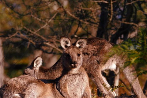 Wild Australian Wildlife 4WD Tour From Sydney - Accommodation Redcliffe 3