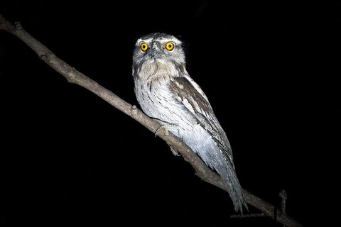 Wild Australian Wildlife 4WD Tour From Sydney - Accommodation Redcliffe 4