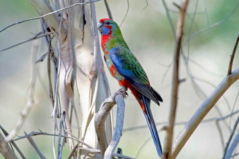 Wild Australian Wildlife 4WD Tour From Sydney - Accommodation Redcliffe 5
