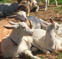 Mornington Peninsula Winery Tours with Cheese Chocolate Tastings from Melbourne - Accommodation Redcliffe