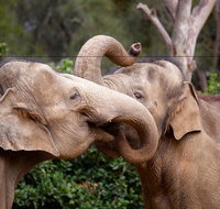 Melbourne Zoo General Entry Ticket - Accommodation Redcliffe
