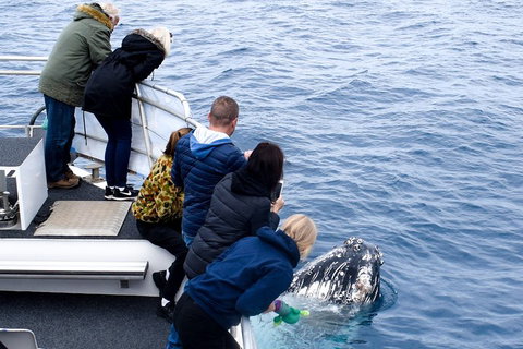 Phillip Island Whale Watching Tour - Accommodation Redcliffe 1