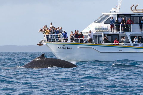Phillip Island Whale Watching Tour - Accommodation Redcliffe 4