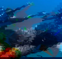 Scuba Dive the S.S. Yongala Wreck on the Great Barrier Reef. - Accommodation Redcliffe